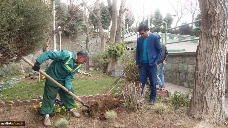 درخت کاری به رویت تصویر 5