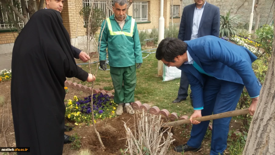 درخت کاری به رویت تصویر 8