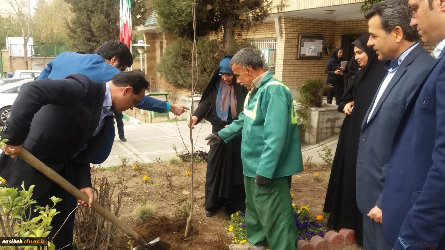 درخت کاری به رویت تصویر 12