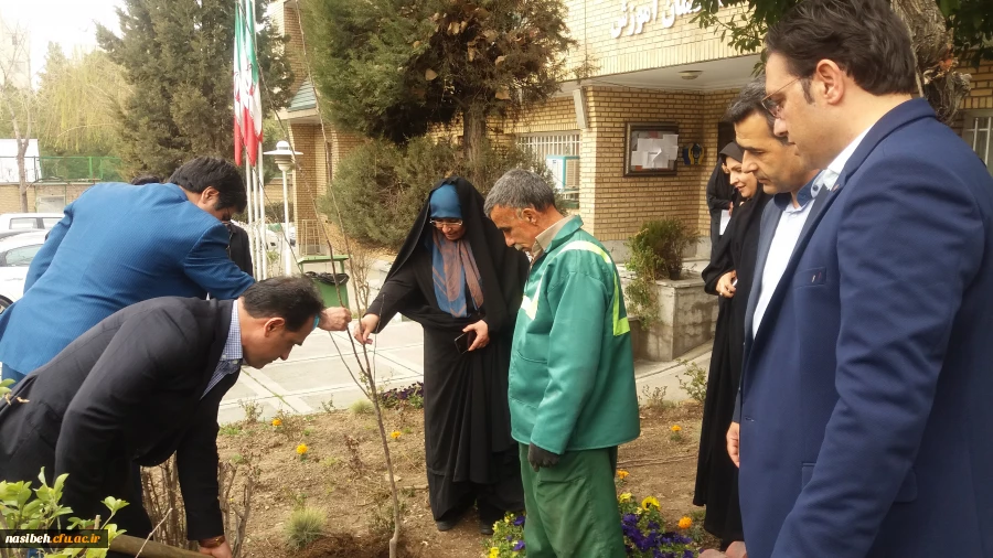 درخت کاری به رویت تصویر 13