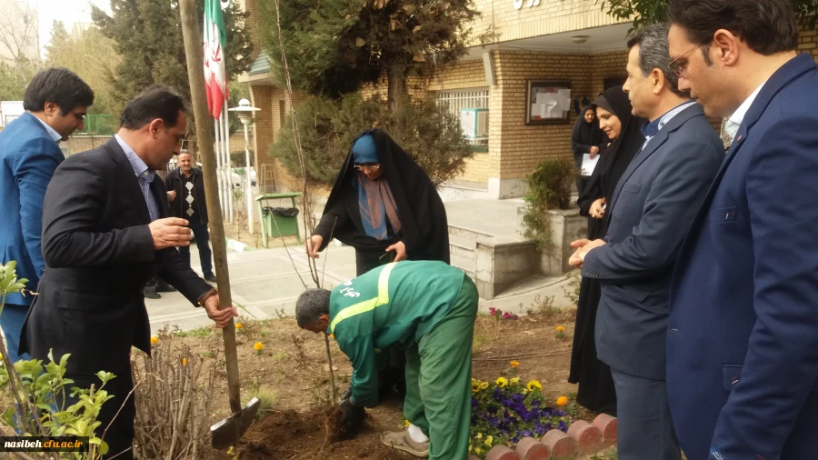 درخت کاری به رویت تصویر 15