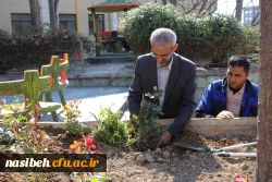 کاشت بوته گل رزبه مناسبت هفته درختکاری  6