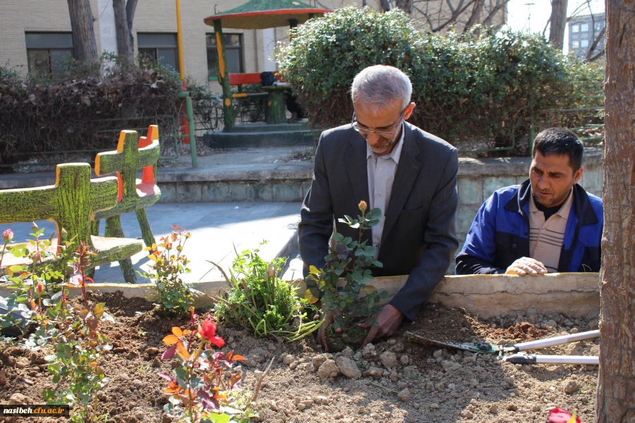 کاشت بوته گل رزبه مناسبت هفته درختکاری  6