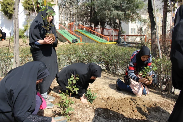 کاشت بوته گل رزبه مناسبت هفته درختکاری  9