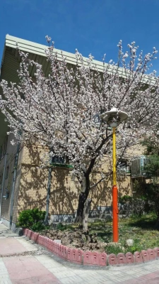 گزارش  عملکرد ستاد اسکان نوروزی دانشگاه فرهنگیان پردیس نسیبه تهران (نوروز 1398)   2