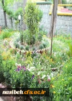 بهار نسیبه 2